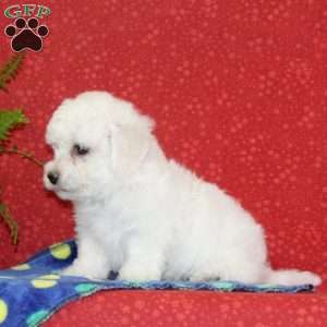 Mickey, Bichon Frise Puppy